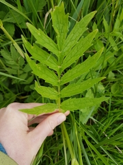 Valeriana officinalis