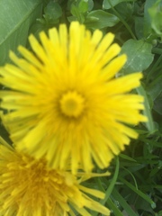 Taraxacum officinale