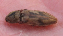 Stropenron hieroglyphica