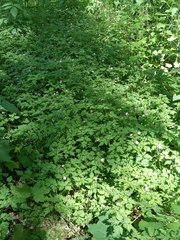 Geranium robertianum