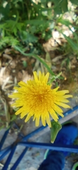 Taraxacum officinale
