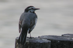 Motacilla alba lugens