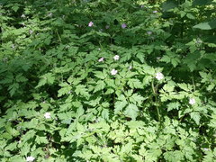 Geranium robertianum