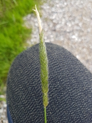 Alopecurus geniculatus