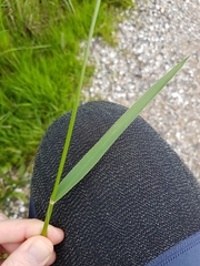 Alopecurus geniculatus