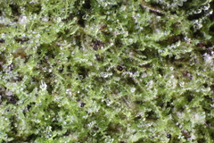 Ceramanus clatritexta