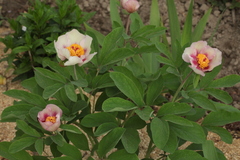 Paeonia chamaeleon
