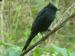 Knipolegus lophotes
