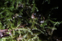 Lepidoziaceae