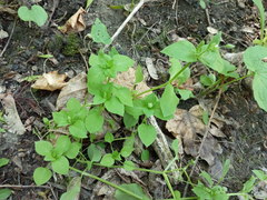 Stellaria media