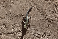 Lygodactylus chobiensis