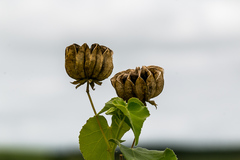 Abutilon sonneratianum