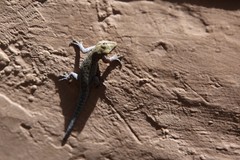 Lygodactylus chobiensis