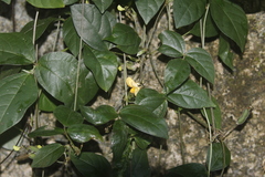 Vigna luteola