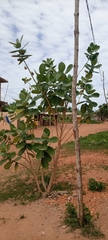 Calotropis procera image