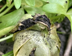 Urocystis eranthidis