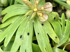 Urocystis eranthidis