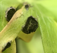 Urocystis eranthidis