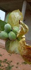 Calotropis procera image