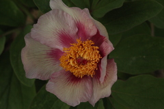Paeonia chamaeleon