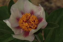 Paeonia chamaeleon