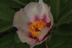 Paeonia chamaeleon