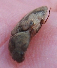 Stropenron hieroglyphica