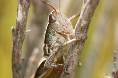 Sigaus australis