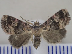 Pyripnoa auricularia