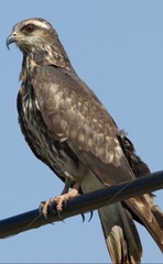 Rostrhamus sociabilis