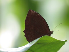 Elymnias hypermnestra beatrice