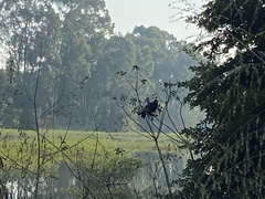 Rostrhamus sociabilis