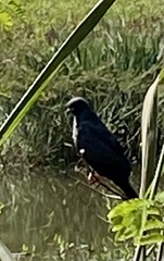 Rostrhamus sociabilis