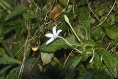 Hippobroma longiflora