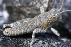 Brachaspis nivalis
