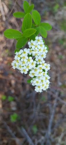 Oriental spiraea (Spiraea media)
