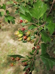 Crataegus