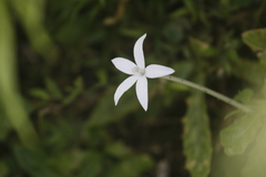 Hippobroma longiflora
