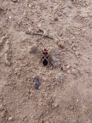 Tropidothorax maculatus