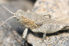 Brachaspis nivalis