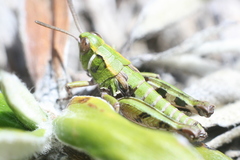 Sigaus australis