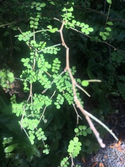Sophora microphylla