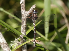 Austroaeschna christine