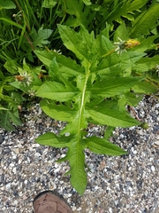 Cirsium oleraceum