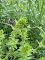 Cruciata laevipes