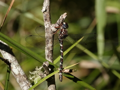 Austroaeschna christine