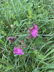 Silene dioica