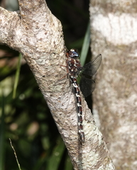 Austroaeschna christine