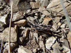 Sigaus australis