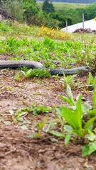 Malpolon monspessulanus